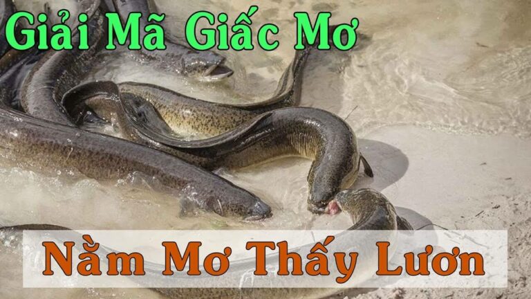 Mơ thấy lươn điềm báo gì? Đánh con gì?