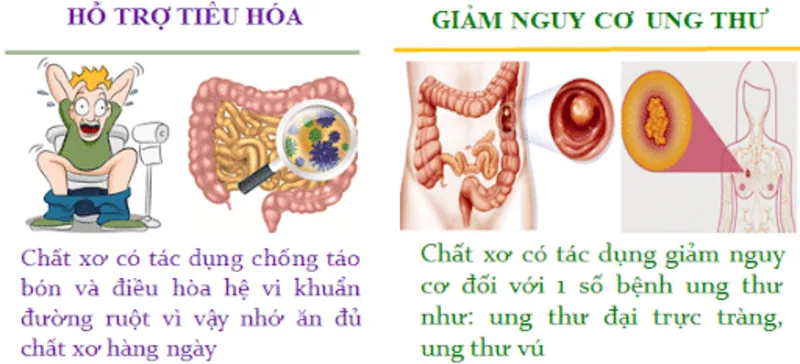 Chất xơ giúp tăng khối lượng phân, hỗ trợ làm mềm phân và góp phần duy trì hoạt động tiêu hóa bình thường