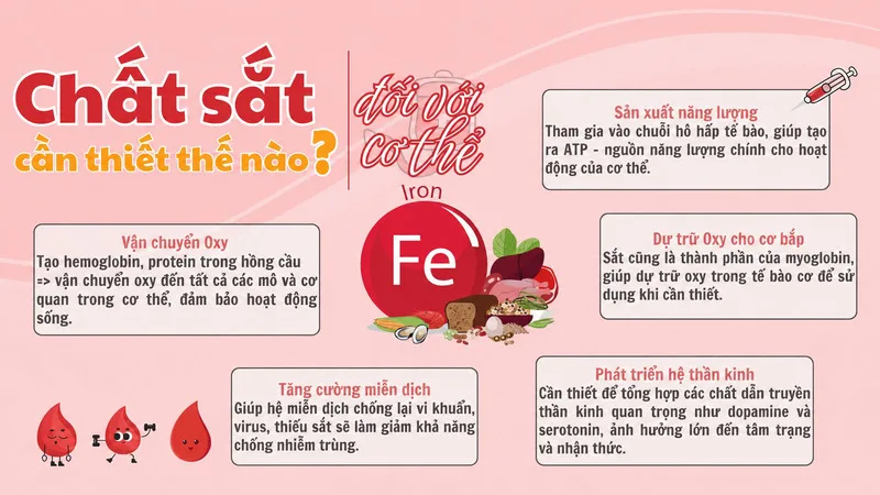 Sắt tham gia sản xuất hemoglobin, giúp hồng cầu vận chuyển oxy đến các mô trong cơ thể